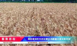 麦田房产顾问工作怎么样(麦田房产工作怎么样谁知道?