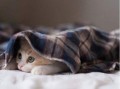 昭通小猫媛房产怎么样(昭通小猫媛房产怎么样啊)