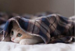 昭通小猫媛房产怎么样(昭通小猫媛房产怎么样啊)