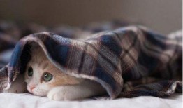 昭通小猫媛房产怎么样(昭通小猫媛房产怎么样啊)