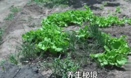 房产达人怎么把树铲掉(房产达人怎么种植物)