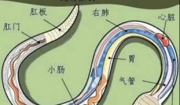 拍房产没有流量怎么办(房产流拍了怎么办)