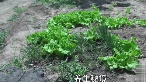 房产达人怎么把树铲掉(房产达人怎么种植物)