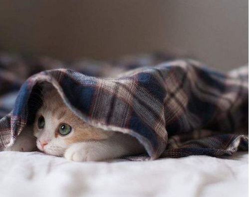 昭通小猫媛房产怎么样(昭通小猫媛房产怎么样啊)