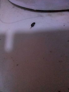 飞蛾在厨房产卵怎么清除(厨房有飞蛾放什么药)